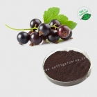 China Black Currant Extract-Fabrik