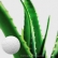 Chine Aloe Vera Extract exportateur